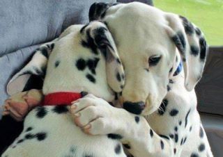 Cute puppies hugging