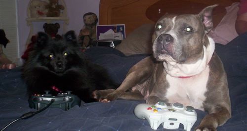 pets playing games