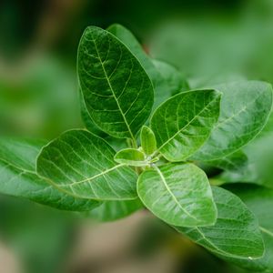 Ashwagandha leaf
