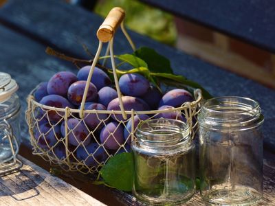 concord grapes are used to can grape jelly