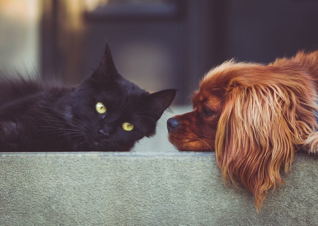 How to Cook for Your Dog and Cat