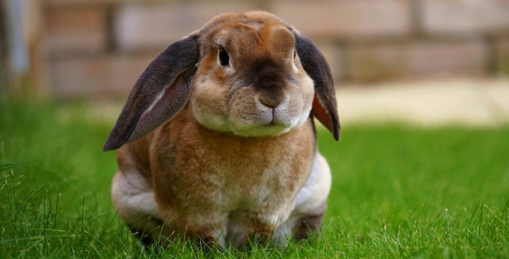 The Best Cruelty-Free Makeup Products for a Clean Conscience