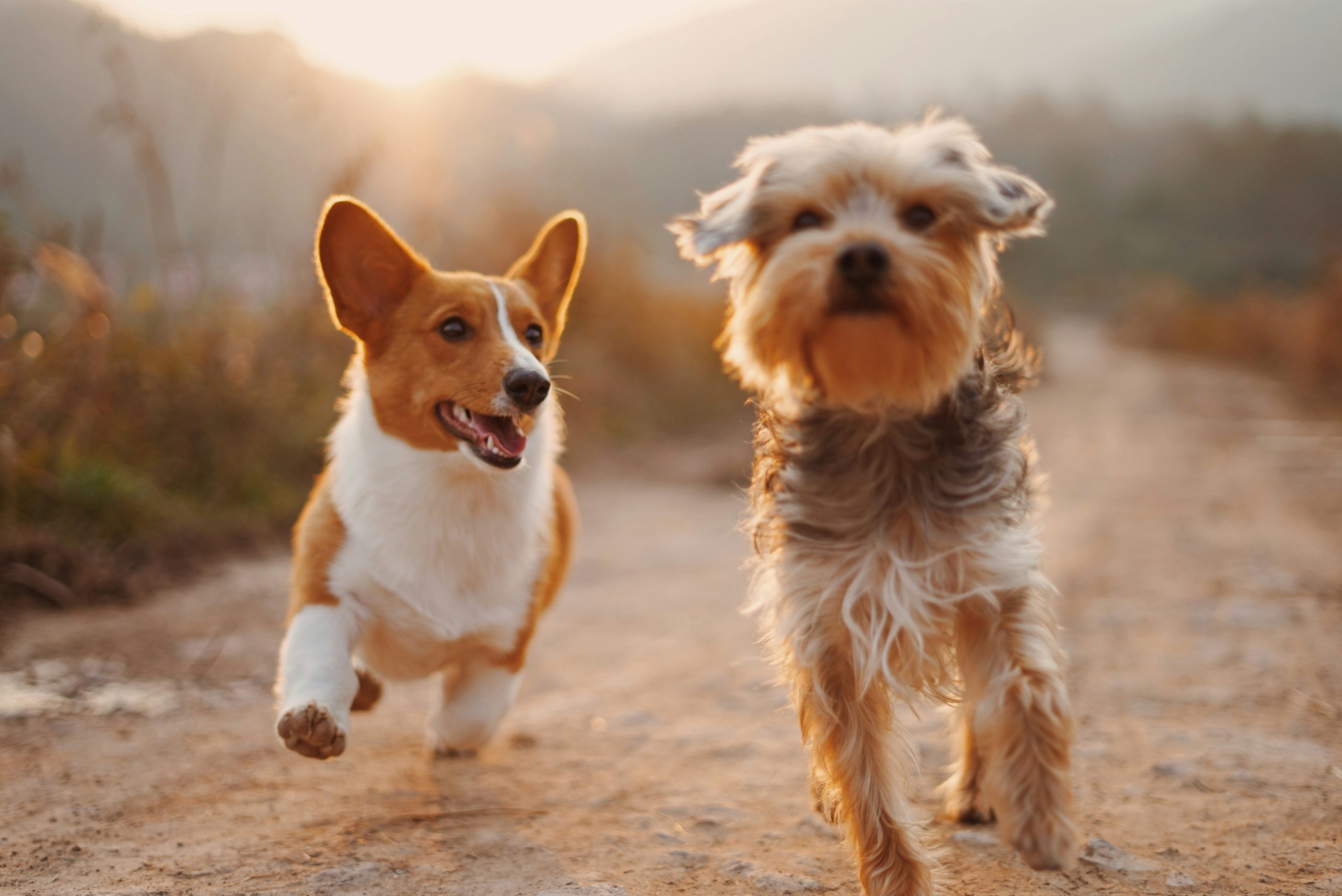 Why CBD is Gaining Popularity in Treating Dogs with Collapsed Trachea