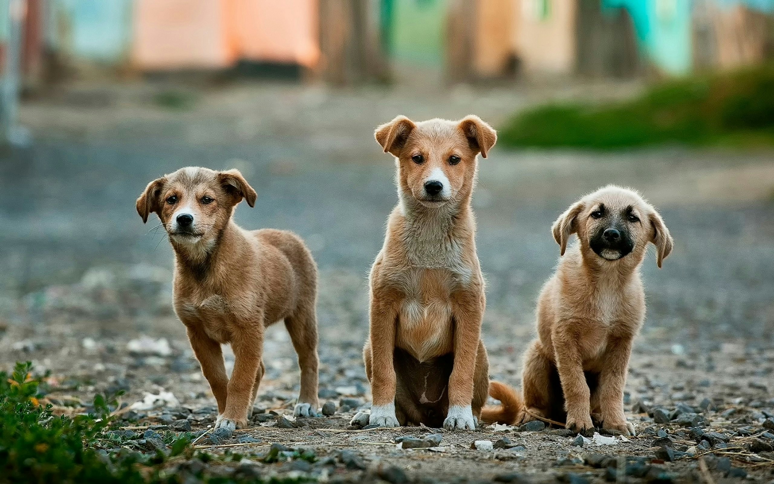 7 Common Signs That Your Dog Needs Emergency Vet Care in Atlanta, Georgia