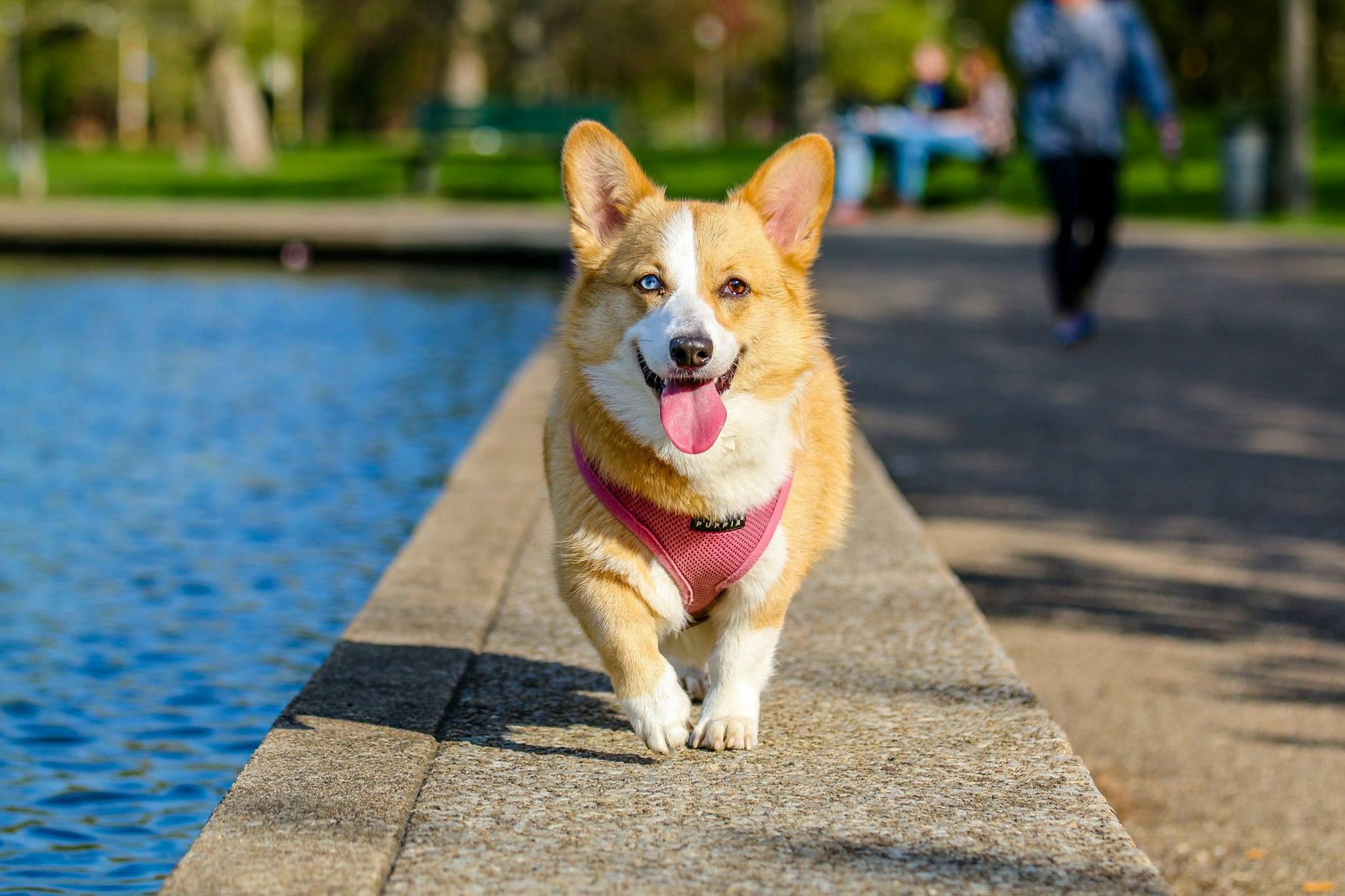 A Natural Way to Support Your Dog’s Mind and Mood with Mushrooms