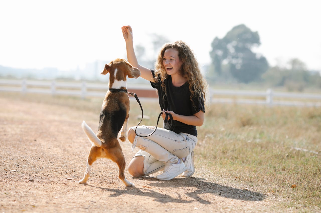 How to Train a Dog to Be More Obedient