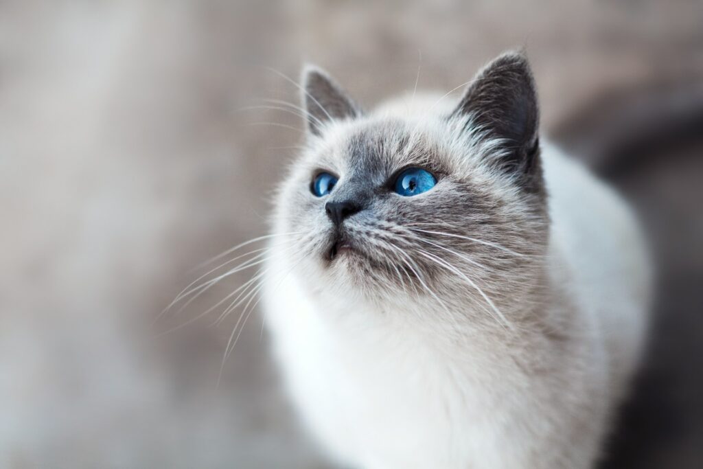 What You Should Consider When Choosing a Cat Calming Collar for Your Pet 