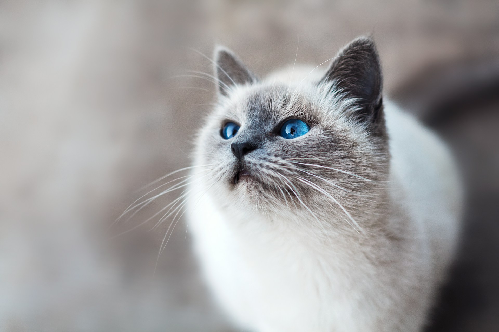 What You Should Consider When Choosing a Cat Calming Collar for Your Pet 