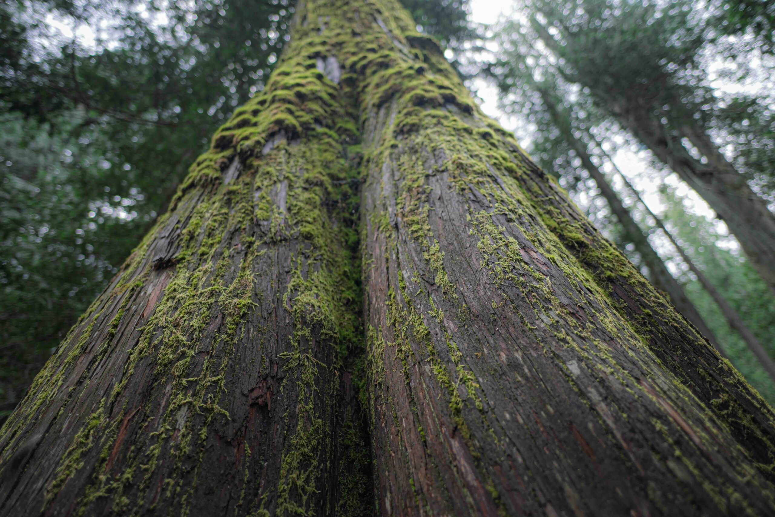 Blue Zone Countries: What Are They and What Can We Learn From Them?