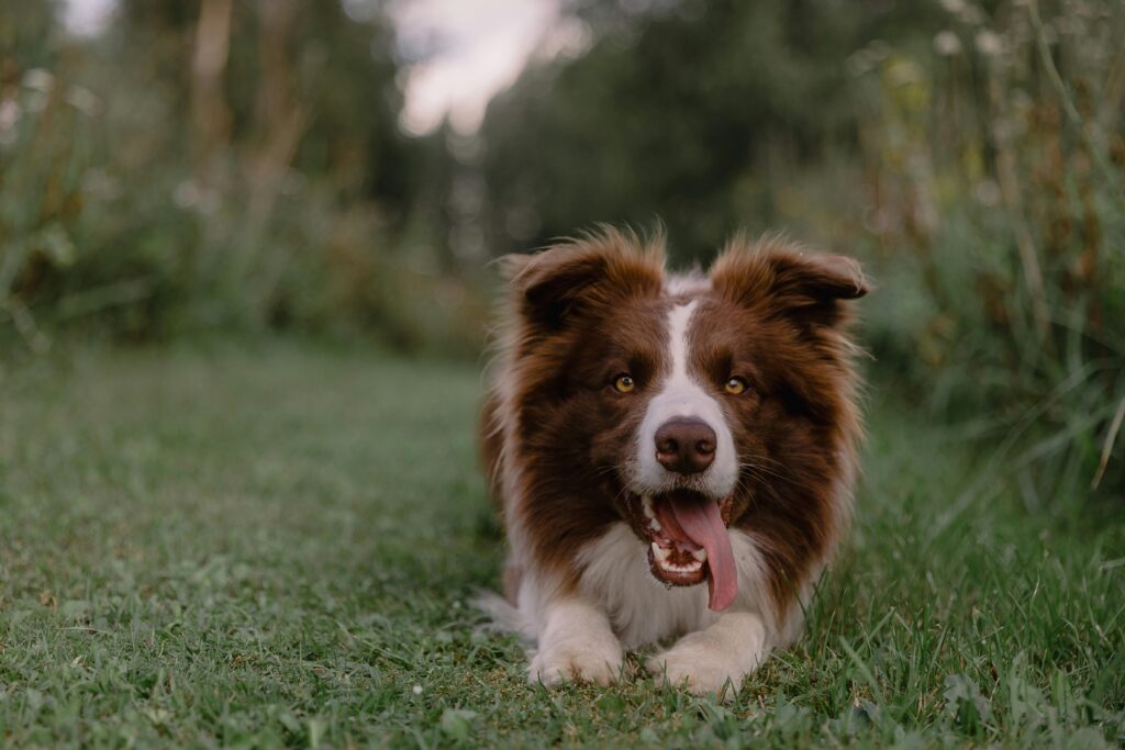How to Create a Safer and Happier Outdoor Space for Your Pets