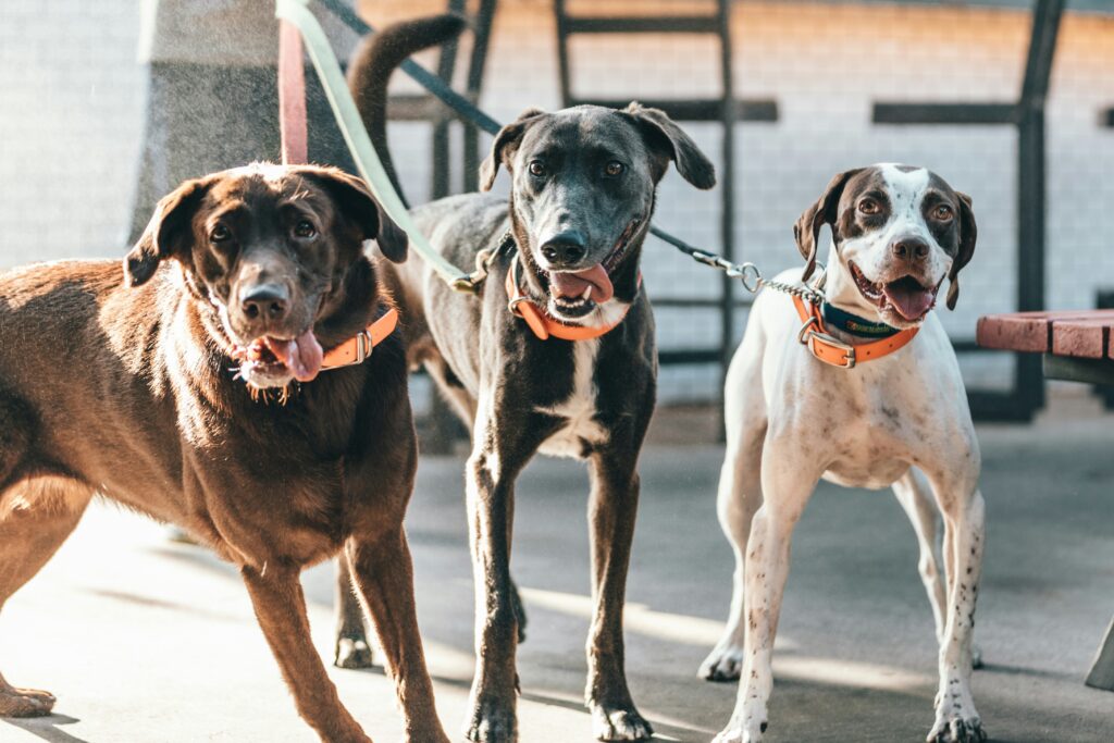 Not All Friendly Dogs Are Safe Off-Leash: Common Misjudgments Owners Make
