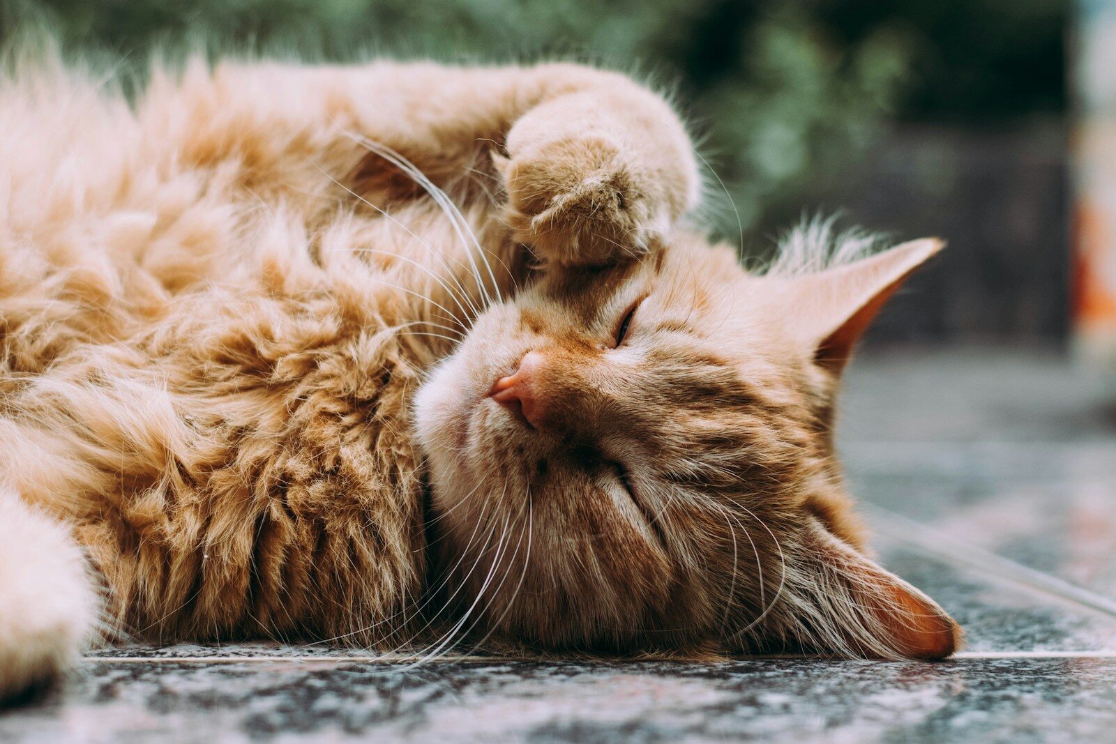 8 Essential Points for Choosing Tofu Cat Litter in Modern Pet Care 2026