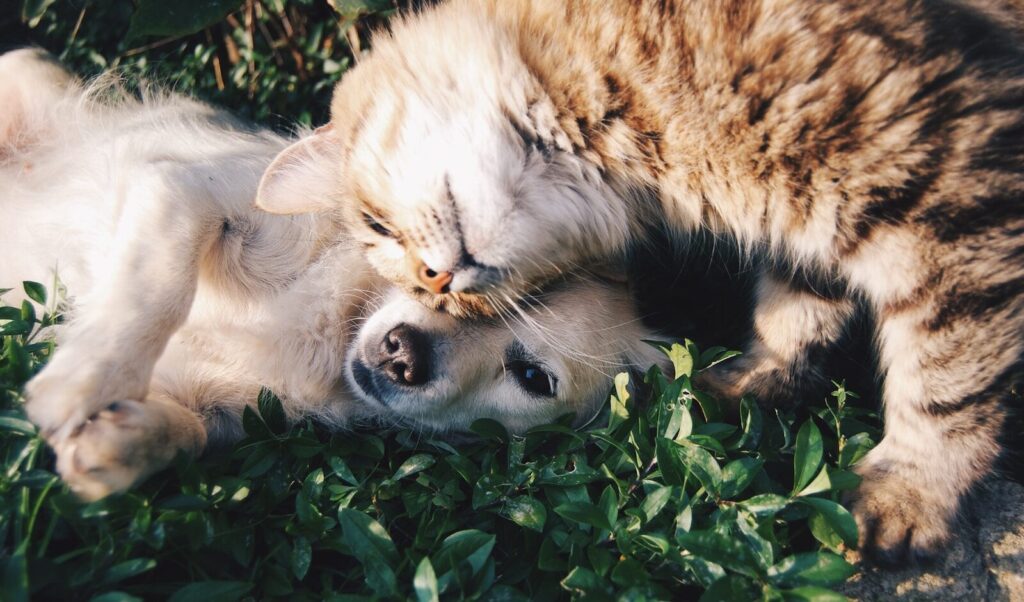 When Caring for a Pet Becomes a Financial Decision Too