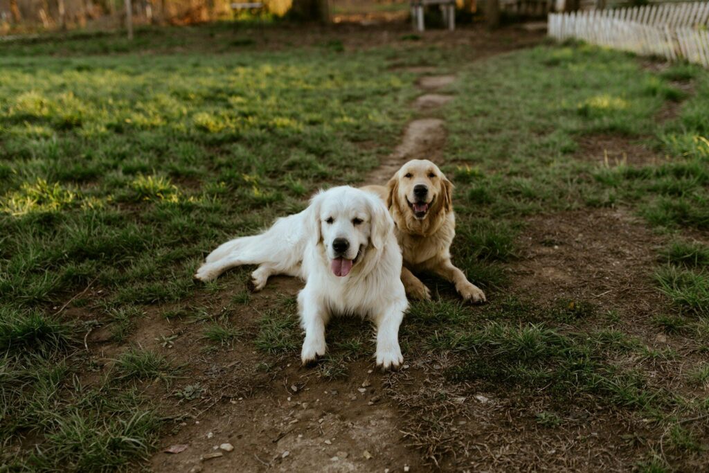 How Wireless Fences Help Reduce Escape Attempts in Active Dogs