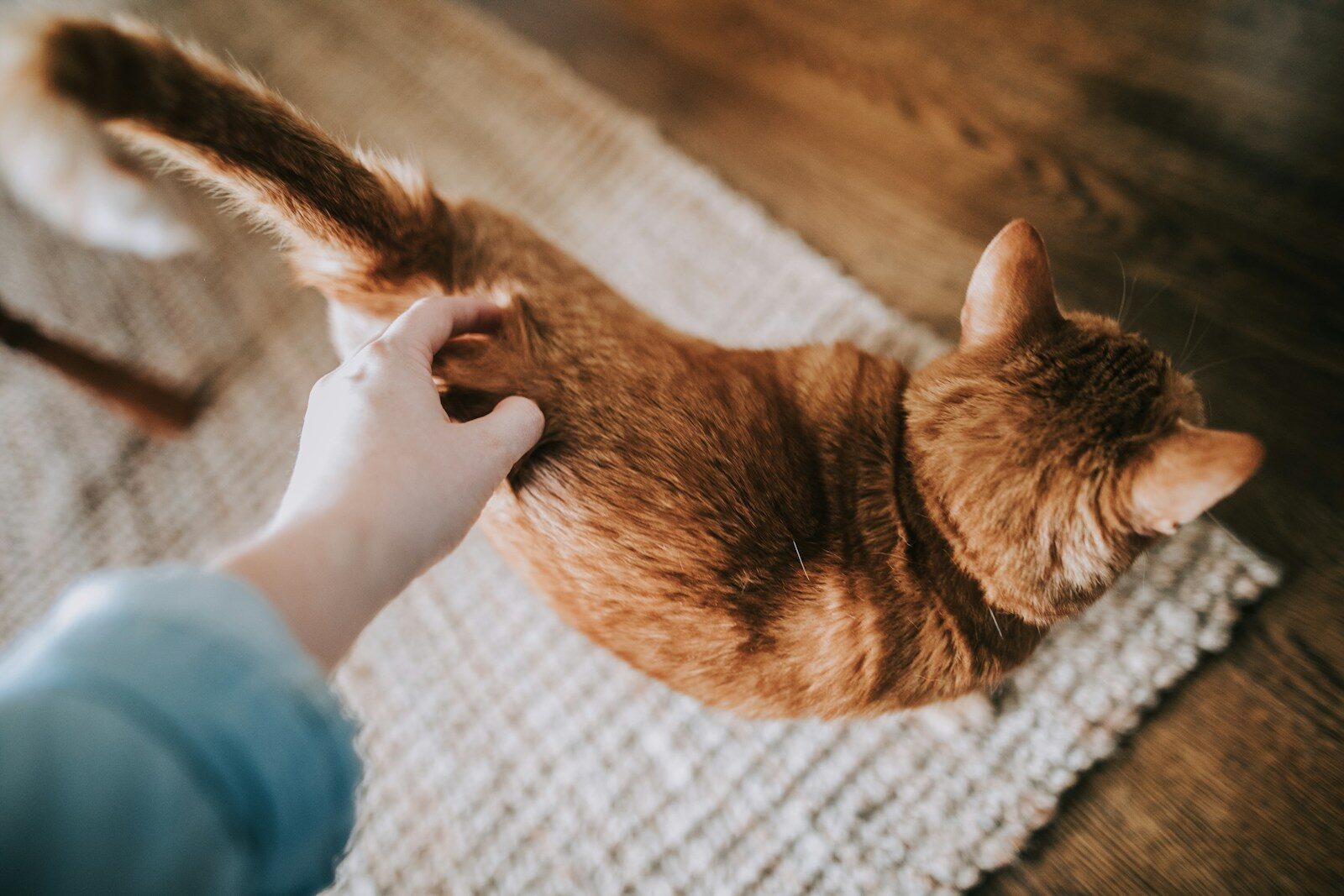 AutoScooper 12 Lite: Is it really the best Affordable Automatic Litter Box?